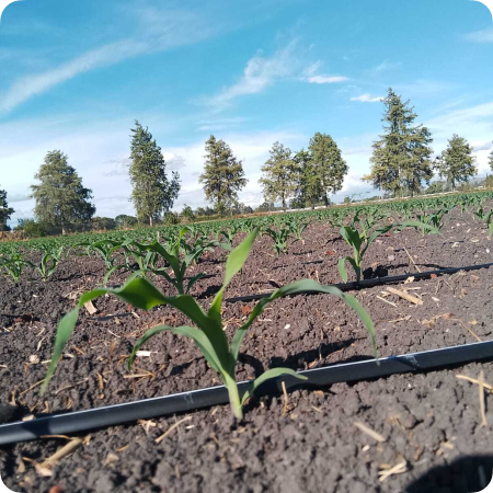 hibrido de maiz pacifico